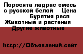 Поросята ладрас смесь с русской белой  › Цена ­ 7 000 - Бурятия респ. Животные и растения » Другие животные   